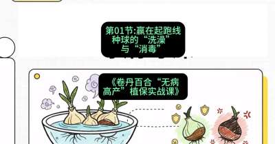 第01节：赢在起跑线&mdash;&mdash;种球的&ldquo;洗澡&rdquo;与&ldquo;消毒&rdquo;，课程：《卷丹百合&ldquo;无病高产&rdquo;植保实战课》#识农AI