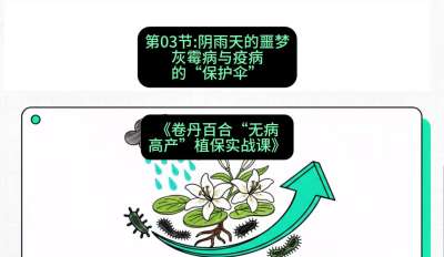 第03节：阴雨天的噩梦&mdash;&mdash;灰霉病与疫病的&ldquo;保护伞&rdquo;，课程：《卷丹百合&ldquo;无病高产&rdquo;植保实战课》#识农AI