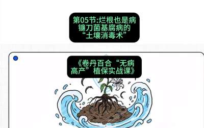 第05节：烂根也是病&mdash;&mdash;镰刀菌基腐病的&ldquo;土壤消毒术&rdquo; ，课程：《卷丹百合&ldquo;无病高产&rdquo;植保实战课》#识农AI
