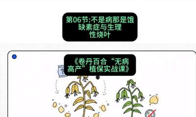 第06节：不是病那是饿&mdash;&mdash;缺素症与生理性烧叶 ，课程：《卷丹百合&ldquo;无病高产&rdquo;植保实战课》#识农AI