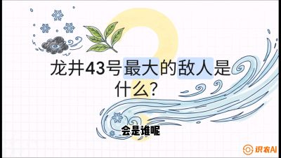 第04节：龙井双璧&mdash;&mdash;龙井43与群体种的差异化护养（重点），课程：《茗茶卫士&mdash;&mdash;茶叶病虫害绿色防控实战课》#识农AI