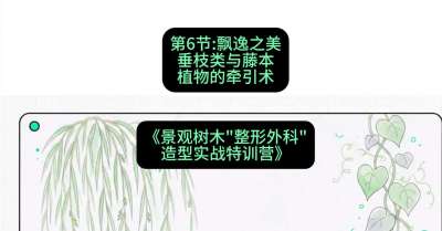 第06节：飘逸之美&mdash;&mdash;垂枝类与藤本植物的牵引术，课程：《景观树木&ldquo;整形外科&rdquo;造型实战特训营》#识农AI