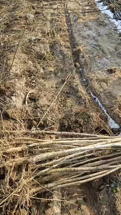 臭椿树苗，一年苗，需要联系18534302961