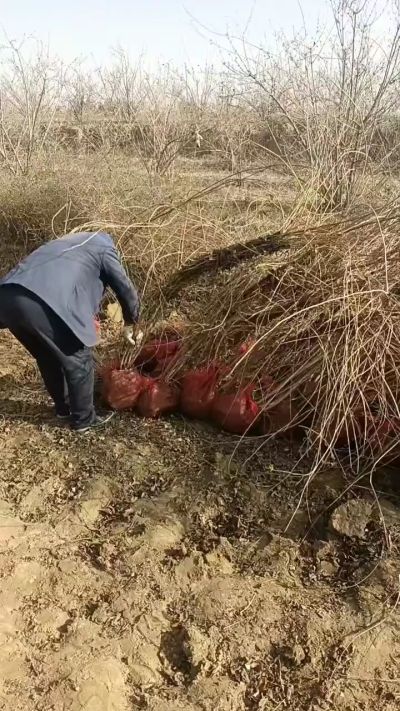 出售药用连翘苗，科研五号优质种苗，2/5年苗，药用连翘树，挂果树，全国包邮到家！财富密码18534302961出售药用连翘苗，科研五号优质种苗，2/5年苗，药用连翘树，挂果树，全国包邮到家！财富密码1