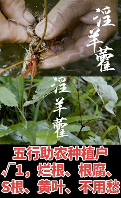 177，1907，0725，V 同号
1  老乡们！种淫羊藿不用乱买肥，咱这款专用肥，针对淫羊藿习性配的，壮苗防烂根，采收多卖钱，用过都回头！
2  咱种淫羊藿图的就是省心高产！专用肥薄肥勤施，苗不烧