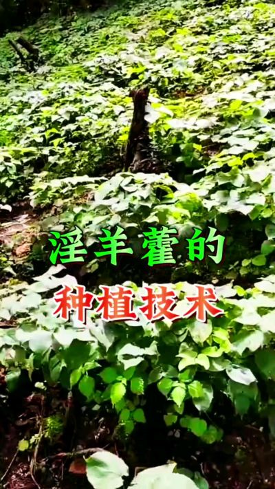揭秘&ldquo;仙草&rdquo;淫羊藿的种植密码！耐严寒耐贫瘠，林下套种不占耕地，管理简单还能套种其他作物，一亩地的投入两亩地的收益～ 想返乡创业的赶紧码住！ #淫羊藿种植技术 #返乡创业项目 #药材种植指南 #农业新风