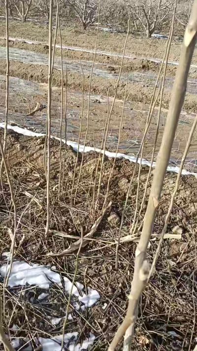 臭椿苗，一年苗，需要联系我，全国包邮到家。18534302961