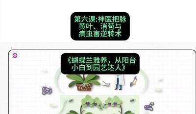 第六节：神医把脉：黄叶、消苞与病虫害逆转术，课程：《蝴蝶兰雅养六讲：从阳台小白到园艺达人》#识农AI