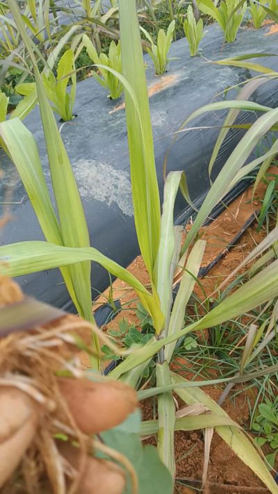 黑甘蔗种植下去，三个月。第一次追肥，