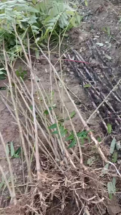 出售臭椿苗，巨峰葡萄苗。药用连翘苗，科研五号优质种苗，2/5年苗，药用连翘树，挂果树，全国包邮到家！财富密码18534302961