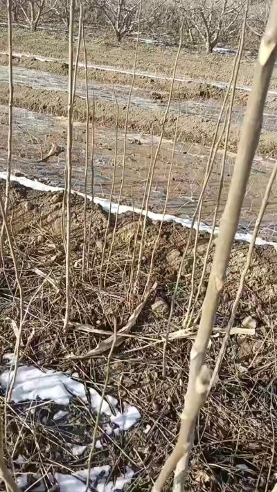 出售臭椿苗，巨峰葡萄苗。药用连翘苗，科研五号优质种苗，2/5年苗，药用连翘树，挂果树，全国包邮到家！财富密码18534302961