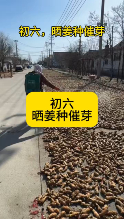 大年初六，晒姜种催芽