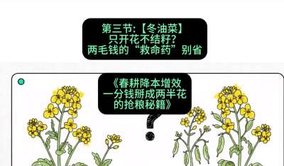 第三节：【冬油菜】只开花不结籽？两毛钱的&ldquo;救命药&rdquo;别省