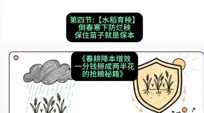 第四节：【水稻育秧】倒春寒下防烂秧，保住苗子就是保本