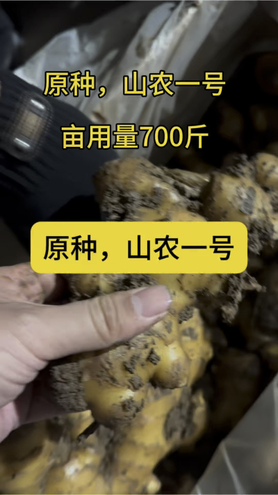 原种，山农一号