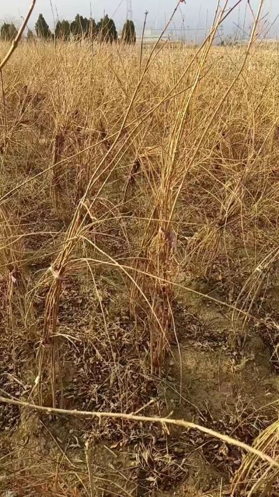 出售药用连翘苗，科研五号优质种苗，2/5年苗，药用连翘树，挂果树，全国包邮到家！财富密码18534302961出售药用连翘苗，科研五号优质种苗，2/5年苗，药用连翘树，挂果树，全国包邮到家！财富密码1