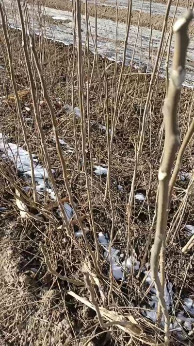 出售臭椿苗，巨峰葡萄苗。药用连翘苗，科研五号优质种苗，2/5年苗，药用连翘树，挂果树，全国包邮到家！财富密码18534302961