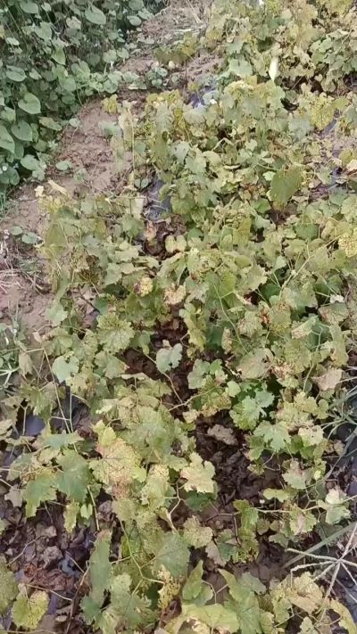 出售巨峰葡萄苗。药用连翘苗，科研五号优质种苗，2/5年苗，药用连翘树，挂果树，全国包邮到家！财富密码18534302961