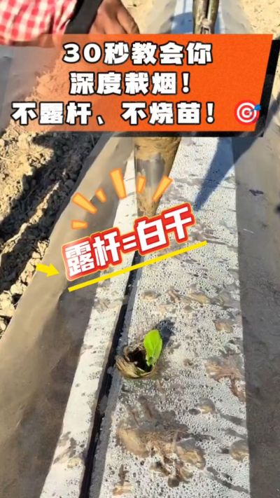 这个栽法太关键了！深栽是烤烟成活的根本，亲测有效！