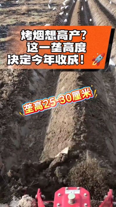 想让烤烟高产，就得从细节抓起。分享一点实打实的干货，只为帮大家少走弯路，种出好烟叶！🌱👍