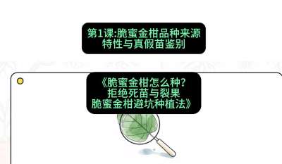 第1节：脆蜜金柑品种来源、特性与真假苗鉴别，课程：《脆蜜金柑怎么种？拒绝死苗与裂果，脆蜜金柑8步避坑种植法》#识农AI