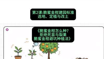 第2节：脆蜜金柑建园标准：选地、定植与改土，课程：《脆蜜金柑怎么种？拒绝死苗与裂果，脆蜜金柑8步避坑种植法》#识农AI