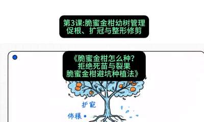 第3节：脆蜜金柑幼树管理：促根、扩冠与整形修剪，课程：《脆蜜金柑怎么种？拒绝死苗与裂果，脆蜜金柑8步避坑种植法》#识农AI