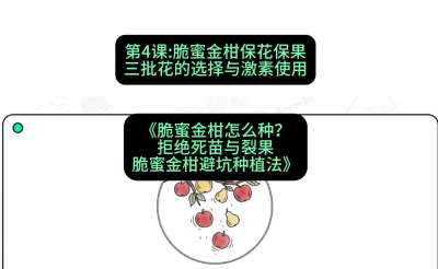 第4节：脆蜜金柑保花保果：三批花的选择与激素使用，课程：《脆蜜金柑怎么种？拒绝死苗与裂果，脆蜜金柑8步避坑种植法》#识农AI