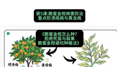 第5节：脆蜜金柑病害防治：重点防溃疡病与黄龙病，课程：《脆蜜金柑怎么种？拒绝死苗与裂果，脆蜜金柑8步避坑种植法》#识农AI