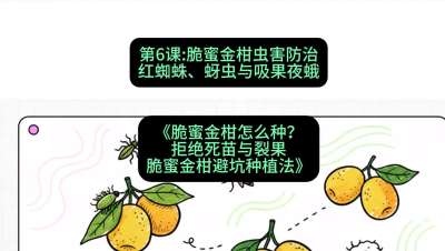 第6节：脆蜜金柑虫害防治：红蜘蛛、蚜虫与吸果夜蛾，课程：《脆蜜金柑怎么种？拒绝死苗与裂果，脆蜜金柑8步避坑种植法》#识农AI