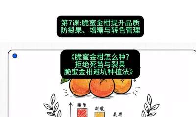 第7节：脆蜜金柑提升品质：防裂果、增糖与转色管理，课程：《脆蜜金柑怎么种？拒绝死苗与裂果，脆蜜金柑8步避坑种植法》#识农AI