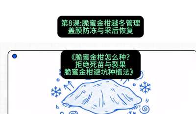 第8节：脆蜜金柑越冬管理：盖膜防冻与采后恢复，课程：《脆蜜金柑怎么种？拒绝死苗与裂果，脆蜜金柑8步避坑种植法》#识农AI