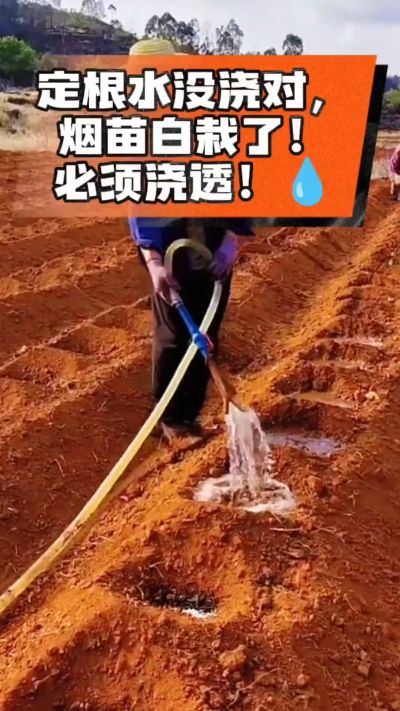 烤烟移栽定根水这么浇，烟苗稳活不僵苗！水里加点它，缓苗快、长势壮，种烟新手必看！