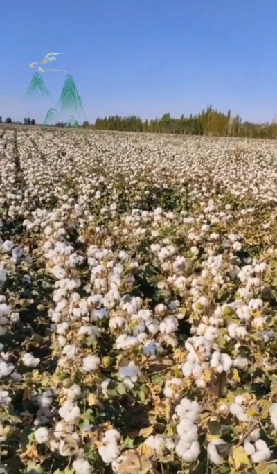 澳棉王霸棉，一定要种哦
