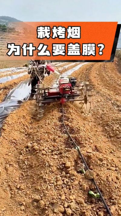 烤烟移栽盖膜都有哪些好处