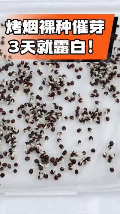 烤烟裸种催芽小技巧，清水浸泡、保温保湿，3天就能露白，出苗快又齐！烟农朋友收藏备用～