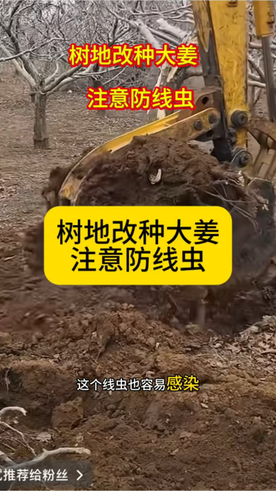 树地改种大姜，注意防线虫！