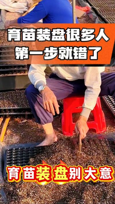 烤烟育苗基质装盘，一步做对，出苗整齐又壮苗！装盘技巧记牢，少走弯路，育苗更省心