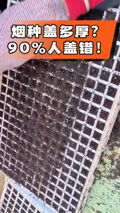 烟种盖多厚？90%烟农都盖错！薄盖才出苗齐、不闷种，烤烟育苗关键一步，照着做就对了