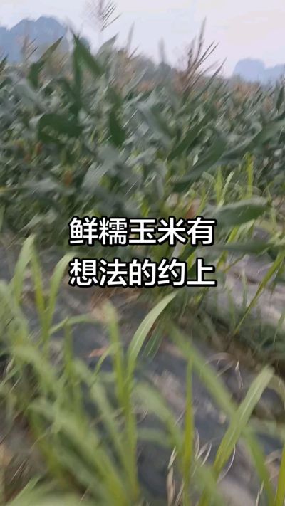 农户种植的白糯玉米大量上市，助农帮农在行动