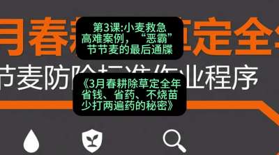 第3节：小麦救急高难案例，&ldquo;恶霸&rdquo;节节麦的最后通牒，课程：《3月春耕除草定全年：省钱、省药、不烧苗、少打两遍药的秘密》