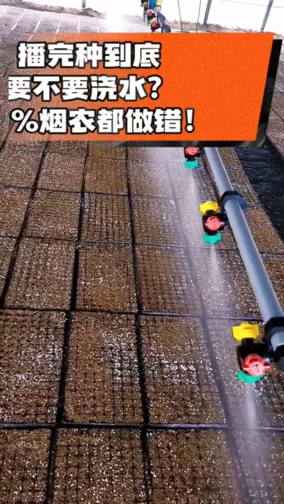 烤烟播完种一定要浇透底水，喷雾慢浇、别大水冲，盘底漏水才算到位，出苗又齐又壮！#烤烟育苗 #烤烟种植 #烟农干货 #育苗技术