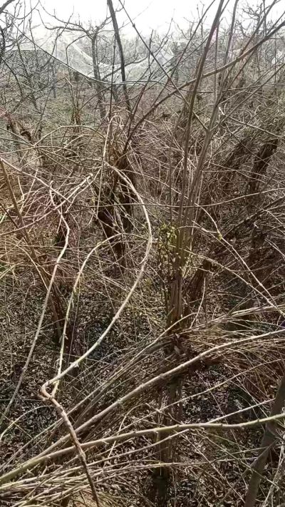 出售药用连翘苗，科研五号优质种苗，2/5年苗，药用连翘树，挂果树，全国包邮到家！财富密码18534302961