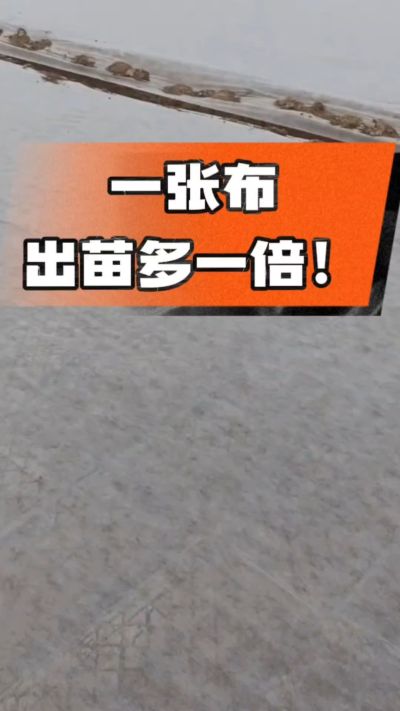 烤烟育苗盖无纺布，保温保湿出苗齐，不烂种、出苗快，烟农必备小技巧！