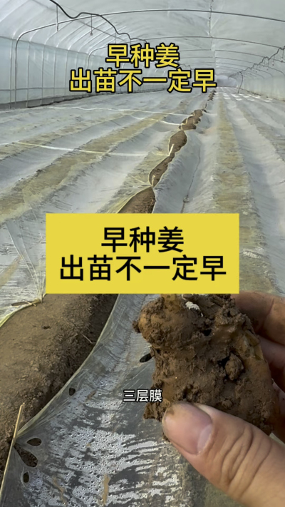 早种姜，出苗不一定早！