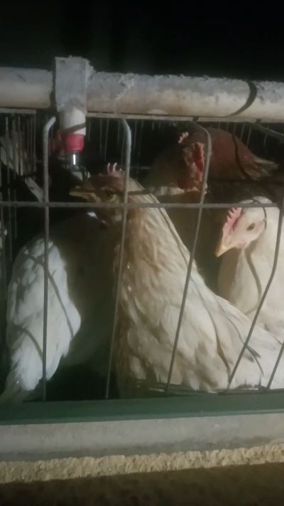 这鸡群在怪叫，怪叫的原因是痰化黏着，形成的比呼噜更重的一种呼吸道。其病因为肺中有热，热灼而痰黏，从而引起的怪叫。