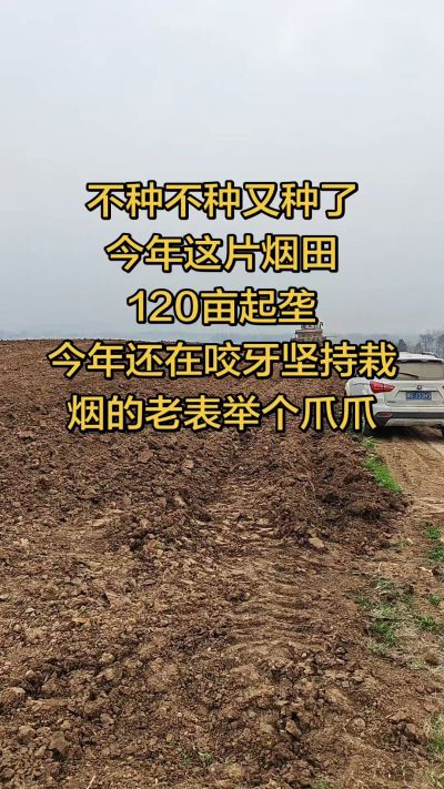 不种不种又种啦，还在咬牙坚持栽烟的老表集合啦！