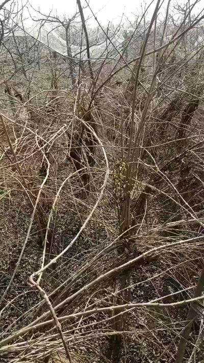 药用连翘苗，科研种苗定制树。挂果树。需要联系18534302961