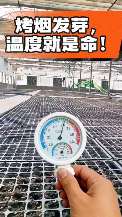 老烟农都懂：发芽温度不对，后期再管都白费！