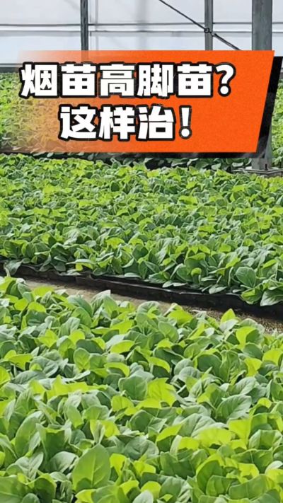 烤烟齐苗期管理关键：精准控温，防高脚苗，培育壮苗好上手！